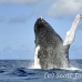 whale_humpback_h_00389_dom2436.jpg
